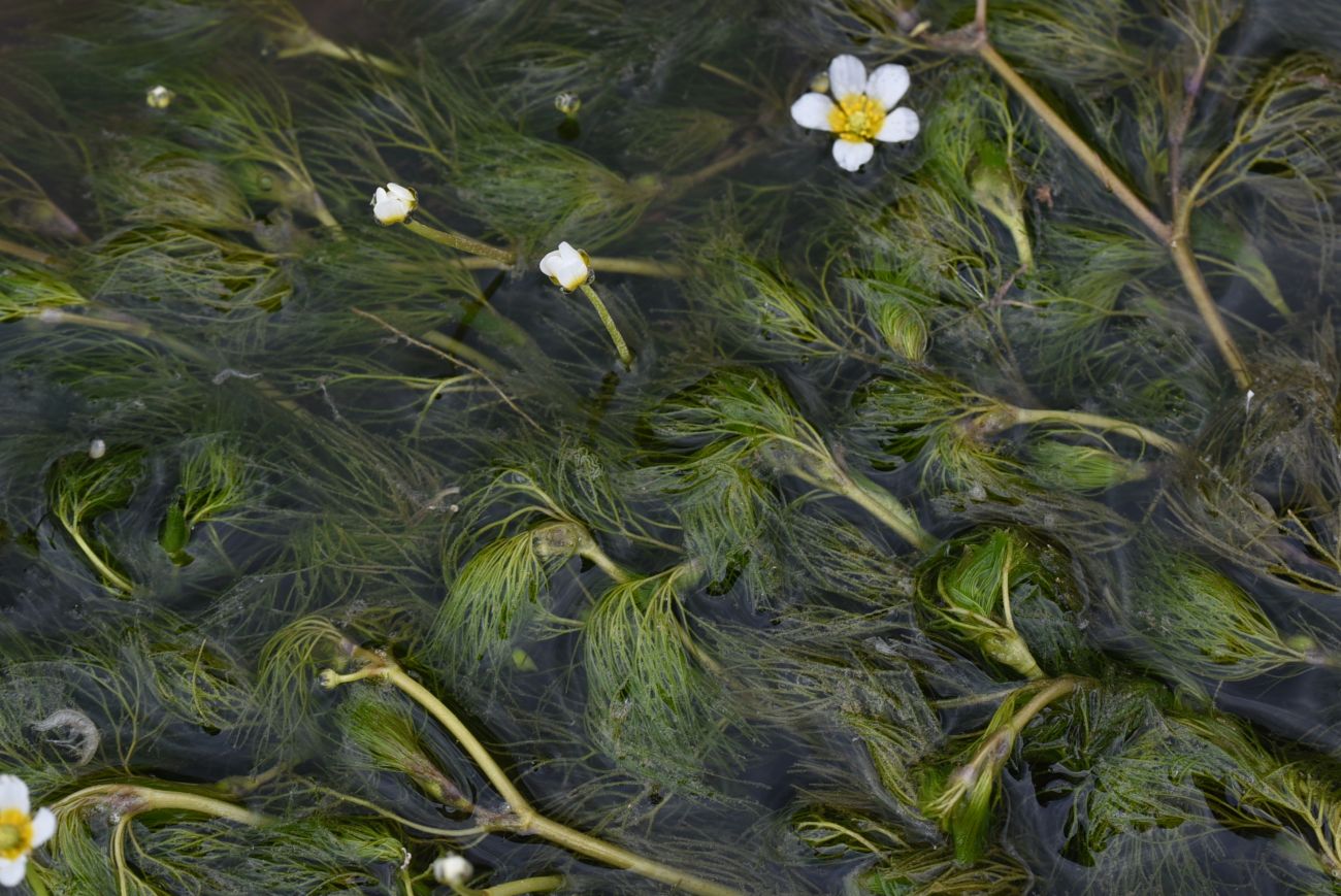 Image of Ranunculus trichophyllus specimen.