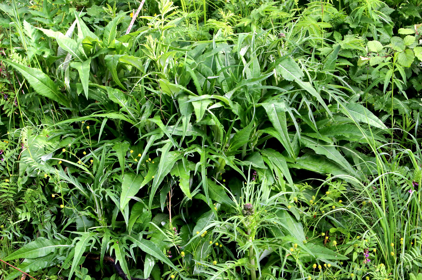 Image of Cirsium heterophyllum specimen.