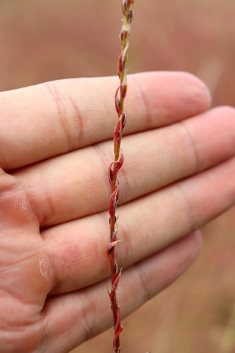 Изображение особи род Corispermum.