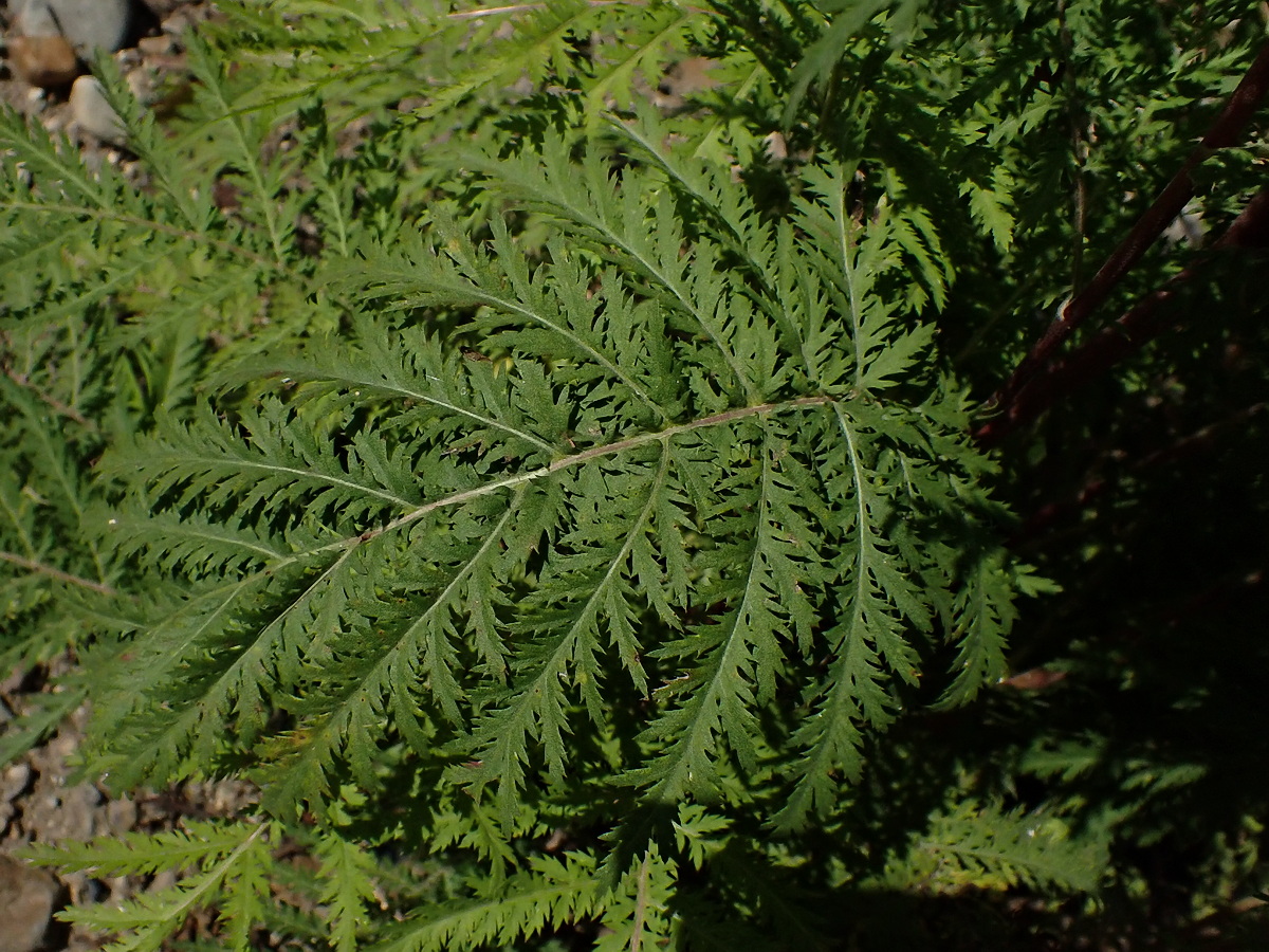 Изображение особи Tanacetum boreale.