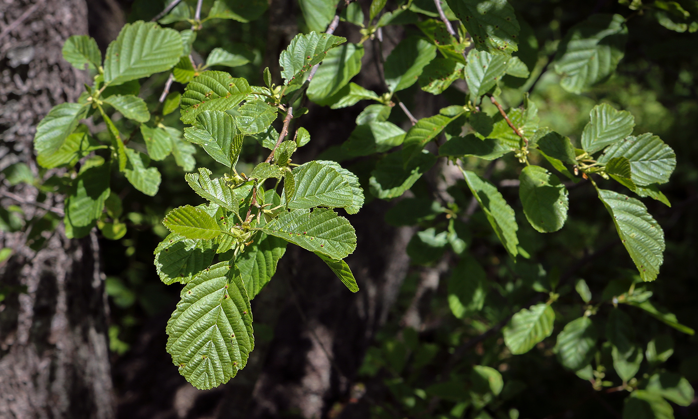 Image of Alnus barbata specimen.
