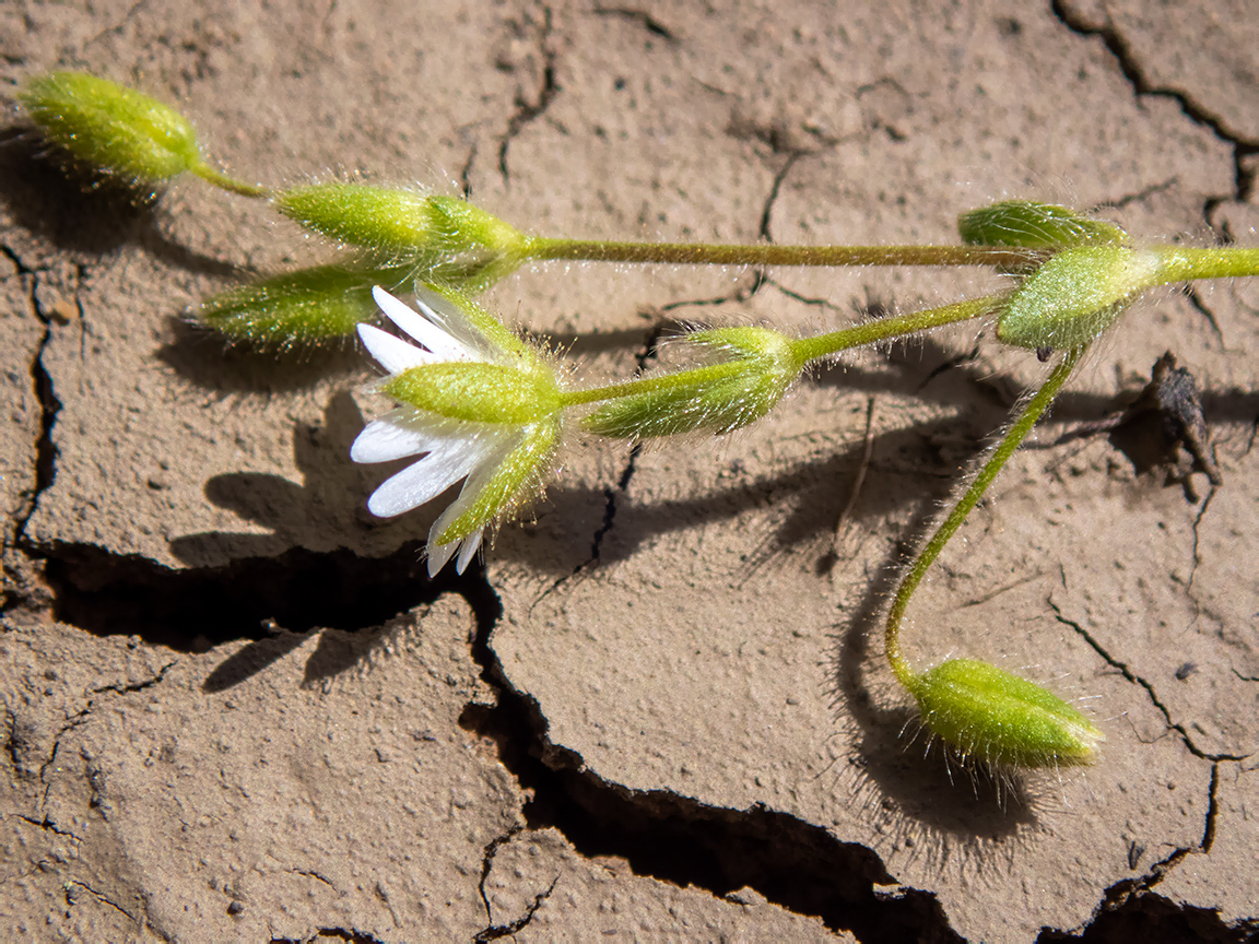 Изображение особи Cerastium brachypetalum ssp. tauricum.
