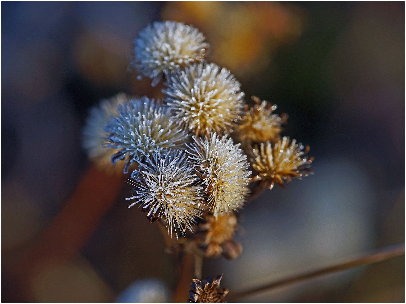 Image of Hieracium umbellatum specimen.