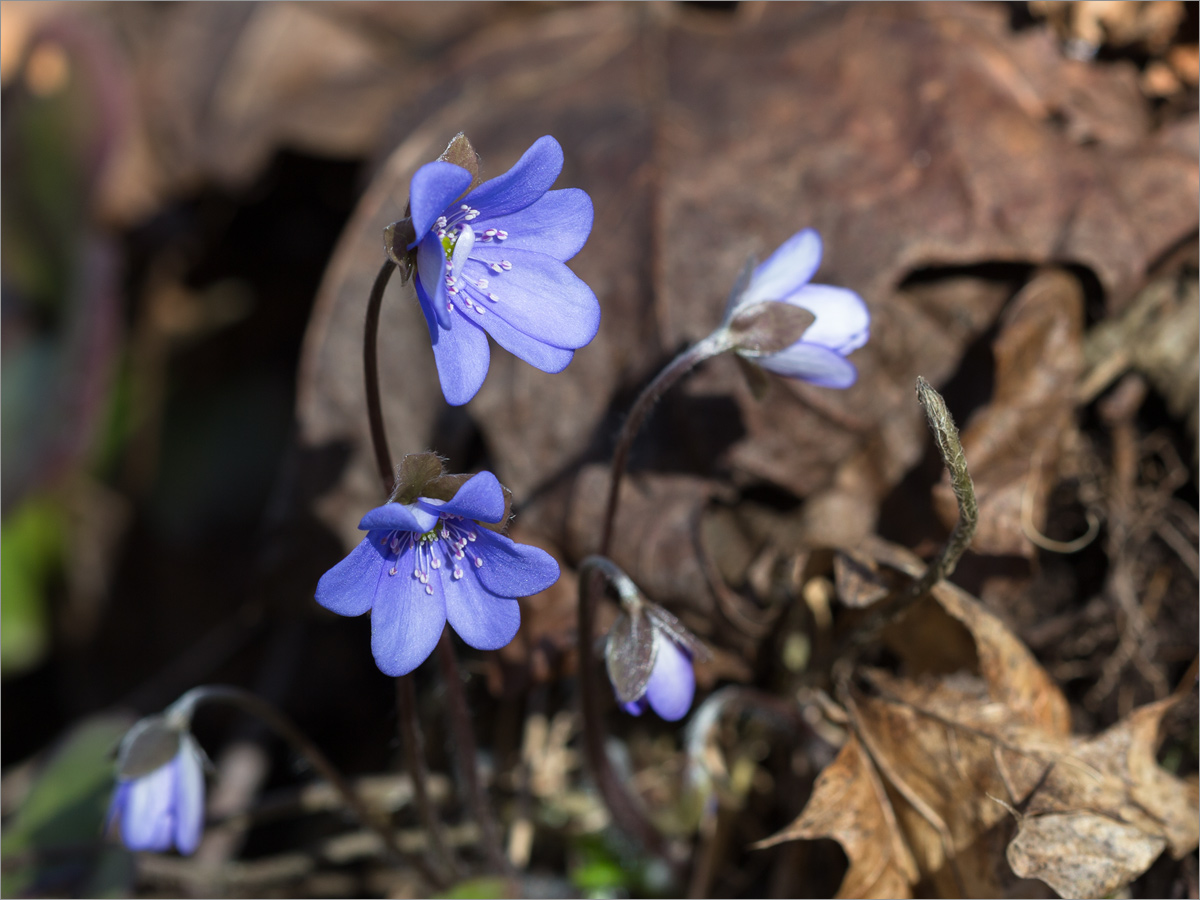 Изображение особи Hepatica nobilis.