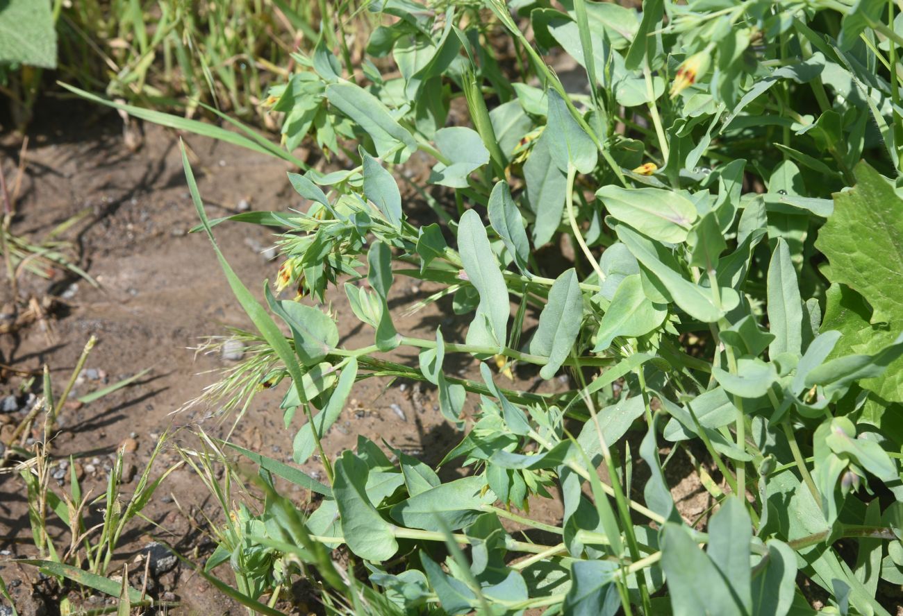 Изображение особи Cerinthe minor.