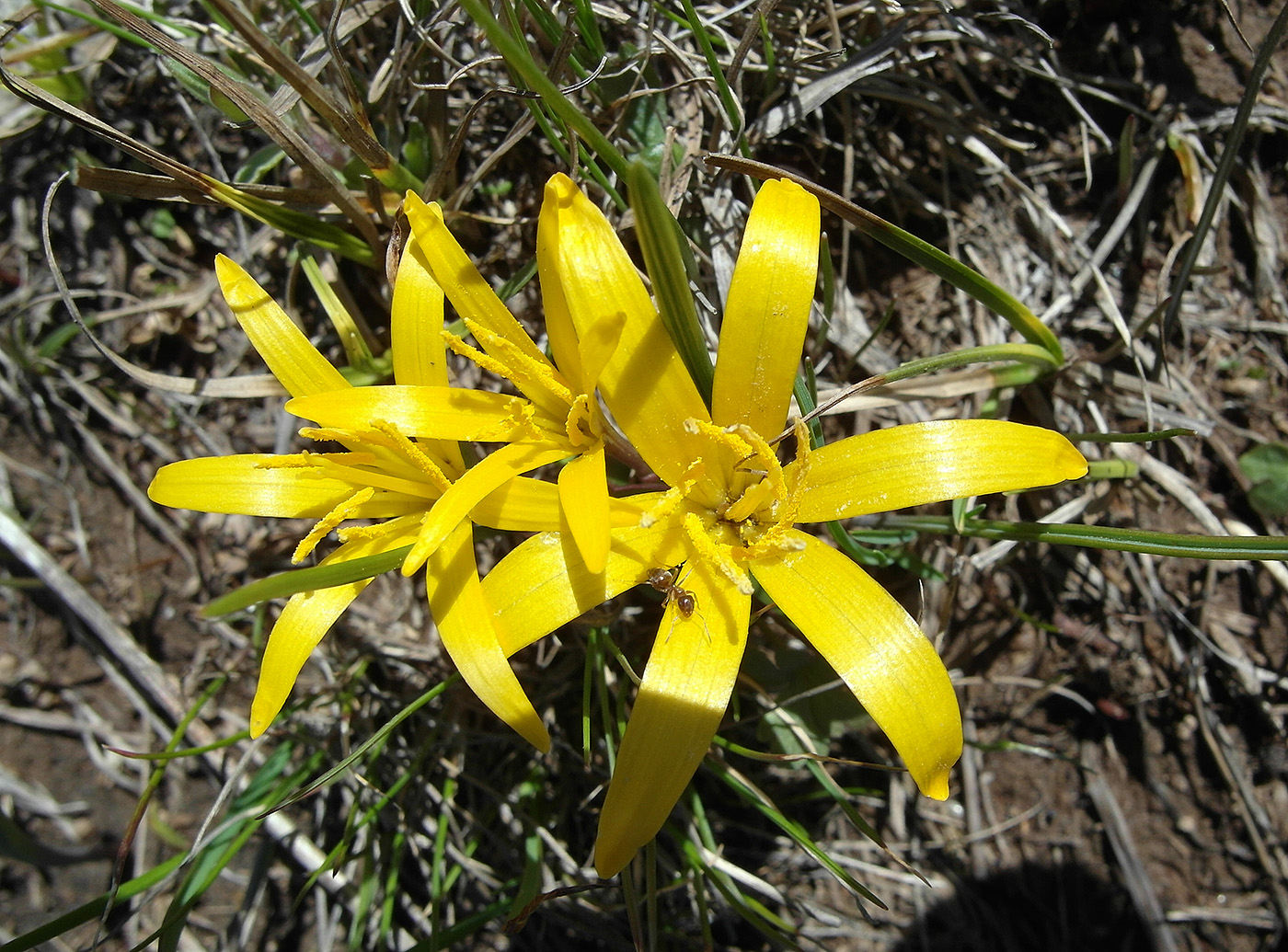 Image of Colchicum luteum specimen.