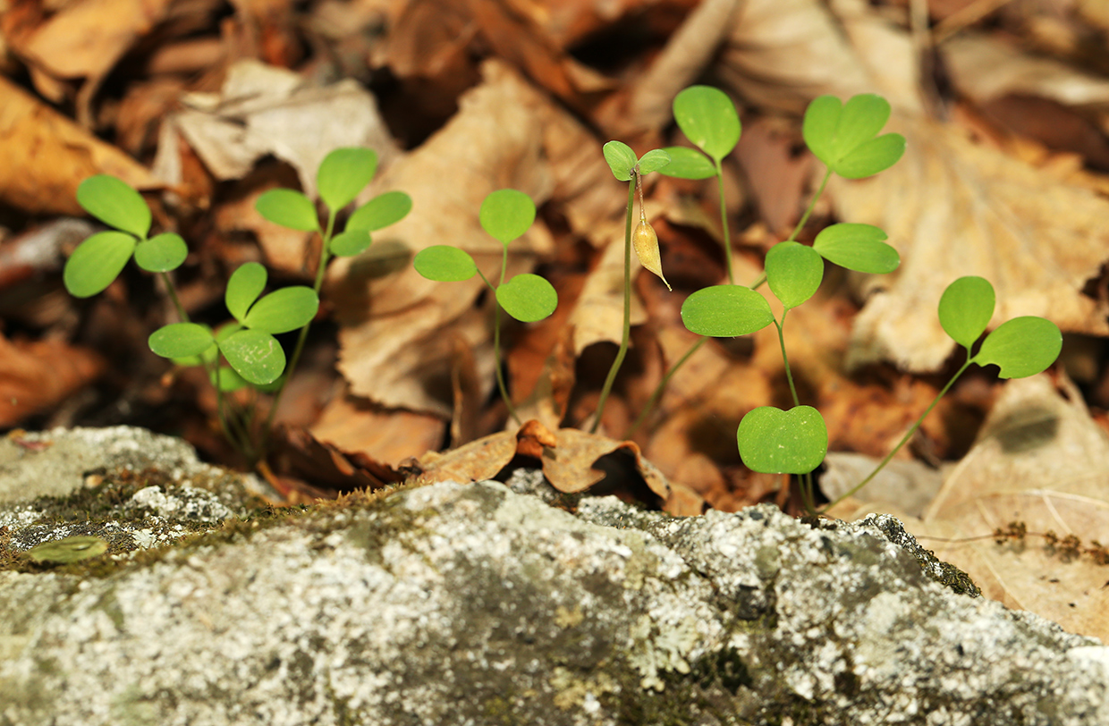 Изображение особи Corydalis ussuriensis.