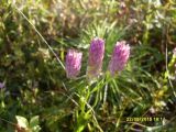 familia Polygalaceae. Сенега кроваво-красная = Истод кроваво-красный. Senega sanguinea = Polygala sanguinea. В природе. Галифакс 23 сентября 2015 г.