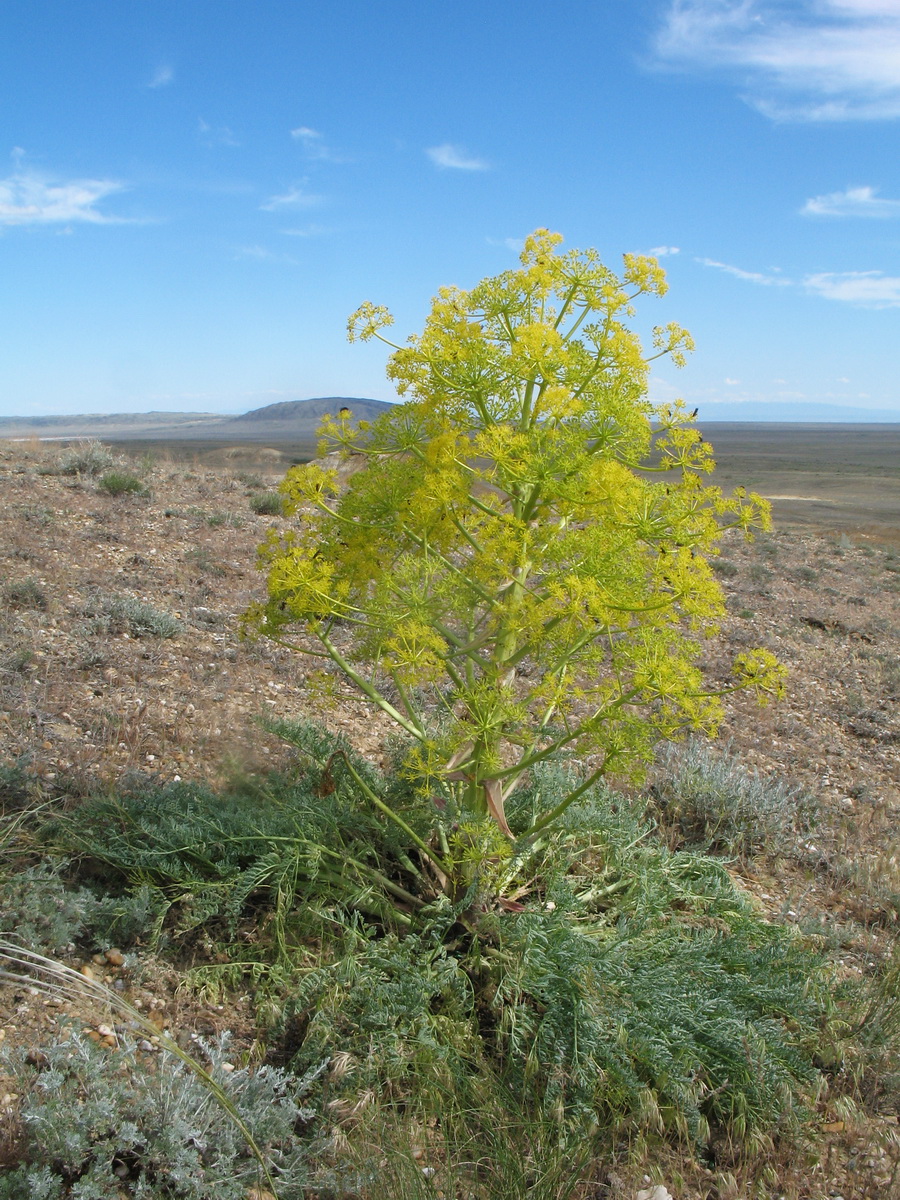 Image of Ferula krylovii specimen.