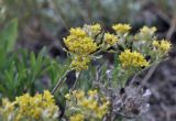 View full-size image Odontarrhena obtusifolia