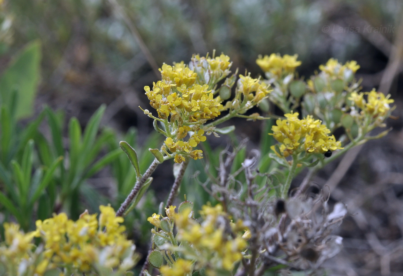 Image of Odontarrhena obtusifolia specimen.