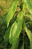 genus Verbascum