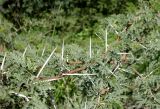 Vachellia karroo. Листья и шипы. ЮАР, пров. Гаутенг, пригород Киблер Парк (Kibler Park), природный запов. \"Клиприверсберг\" (Klipriviersberg Nature Reserve), саванна, экотропа Киперсол (Kiepersol Trail). 20.01.2025.