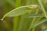 Vicia peregrina