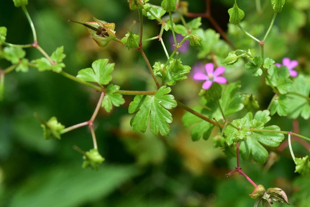 Image of Geranium lucidum specimen.