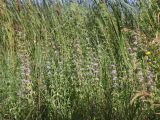 Mentha pulegium