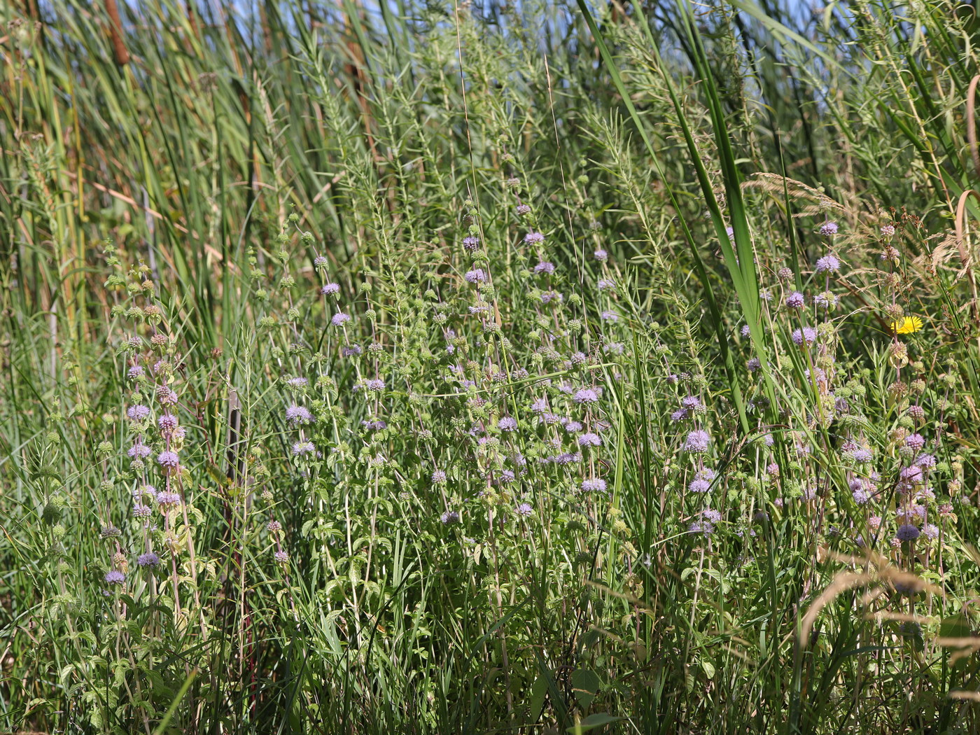 Изображение особи Mentha pulegium.