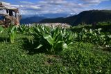 Colchicum speciosum. Вегетирующие растения. Турция, ил Артвин, окраина дер. Дуганала, выс 2100 м н.у.м., выеденное овцами пастбище. 12 июня 2026 г.
