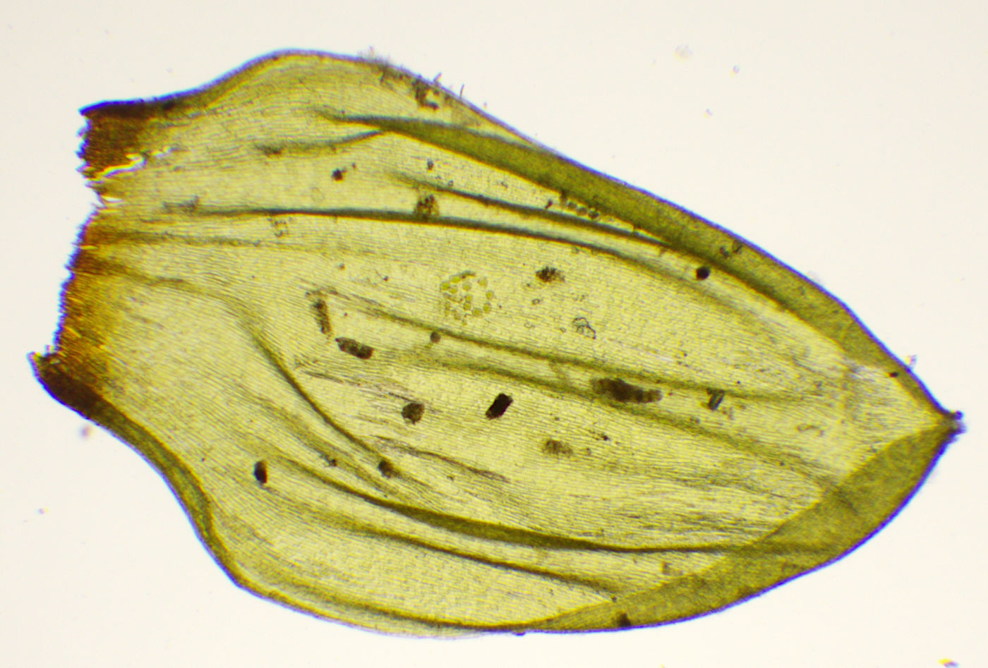 Изображение особи Pleurozium schreberi.