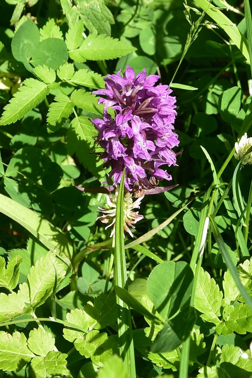 Изображение особи Dactylorhiza osmanica.