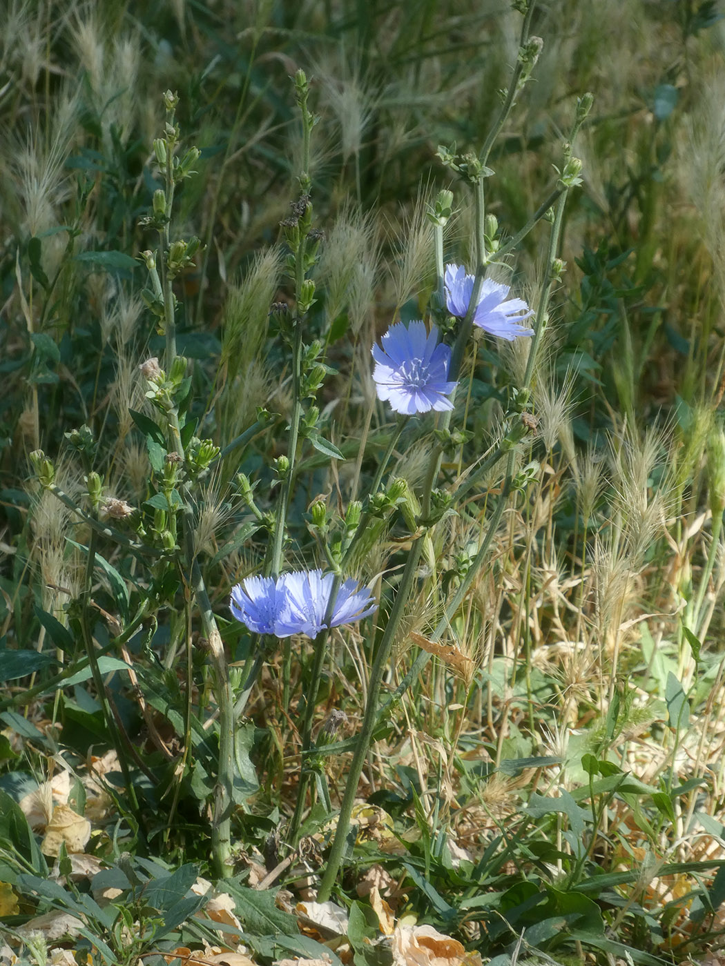 Image of Cichorium intybus specimen.