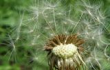 Taraxacum