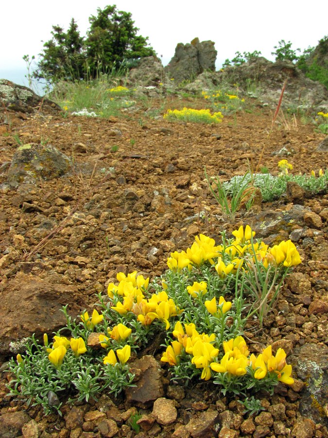 Image of Genista godetii specimen.