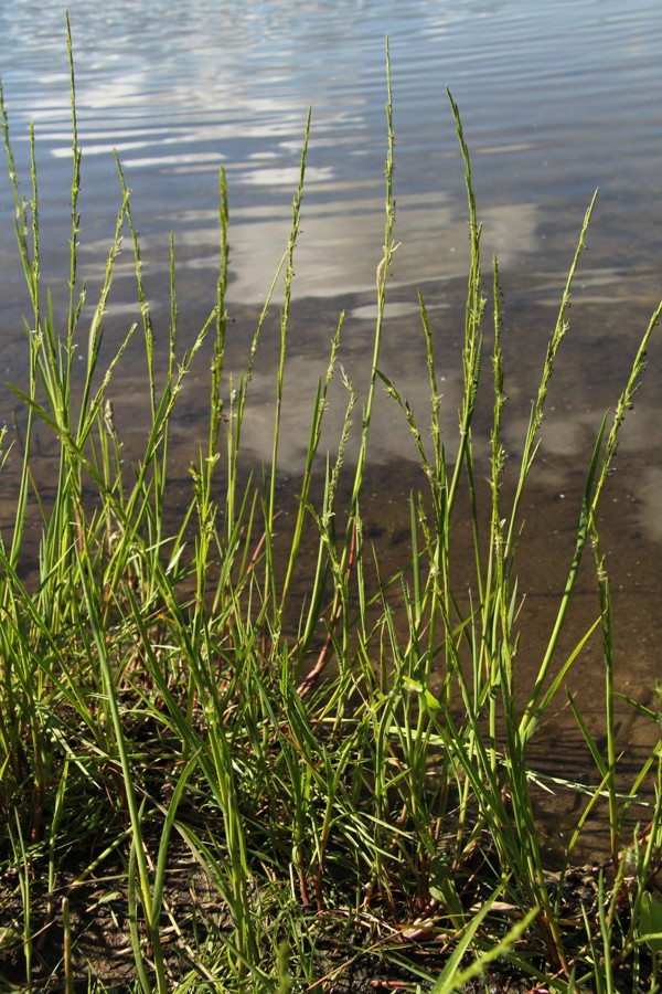 Image of Glyceria fluitans specimen.
