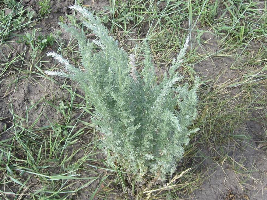 Изображение особи Artemisia austriaca.