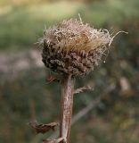 Stemmacantha carthamoides. Соплодие. Восточный Казахстан, Курчумский р-н, территория Маркакольского заповедника. Август 2008 г.