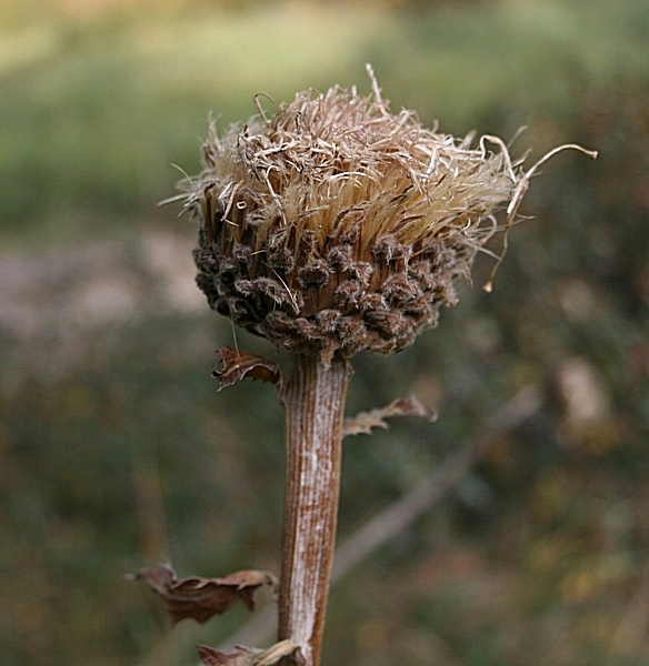 Image of Stemmacantha carthamoides specimen.