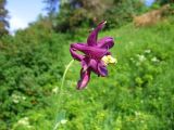 Aquilegia vulgaris