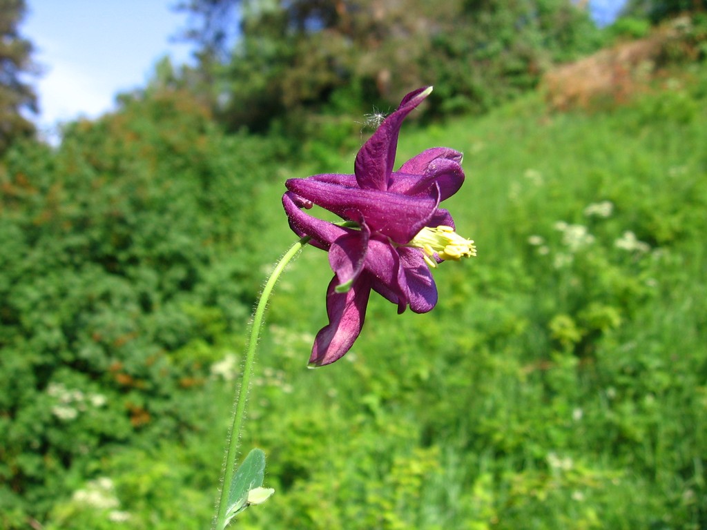 Image of Aquilegia vulgaris specimen.