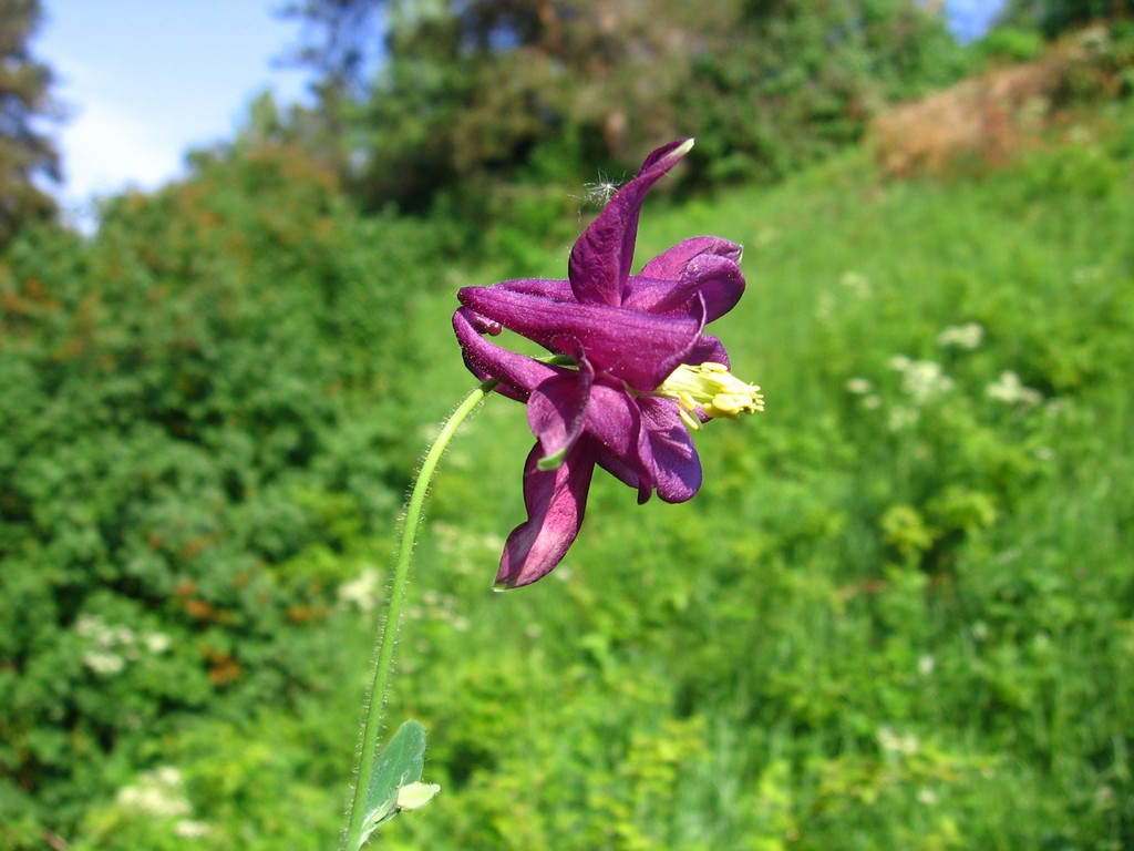 Изображение особи Aquilegia vulgaris.