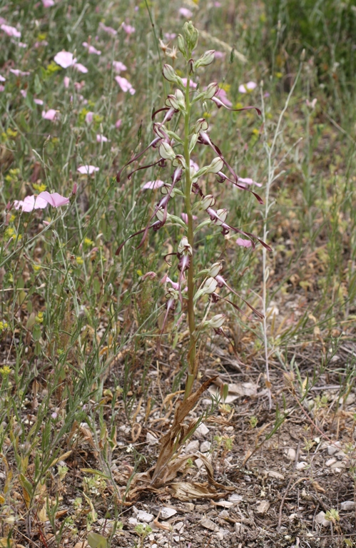 Изображение особи Himantoglossum caprinum.