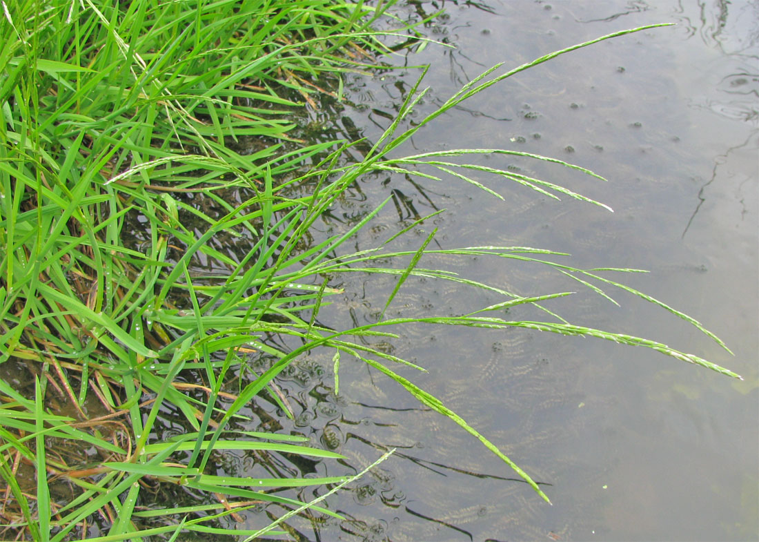 Image of Glyceria fluitans specimen.