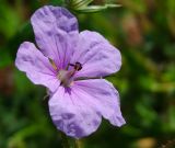 Erodium gruinum