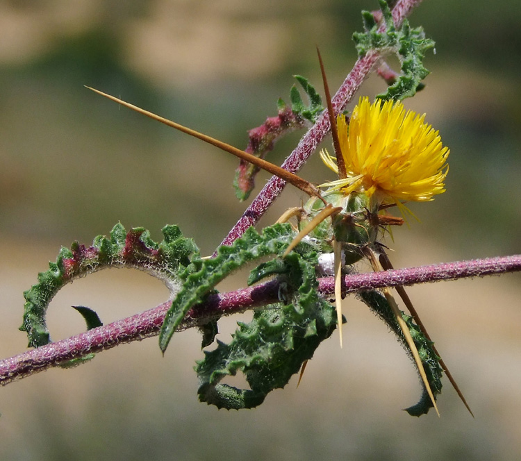Изображение особи Centaurea procurrens.