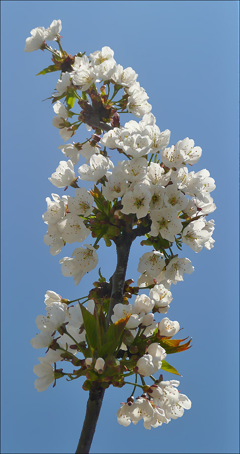 Image of Cerasus avium specimen.