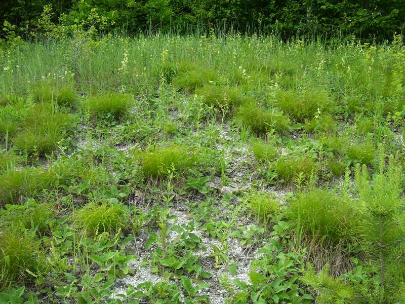 Image of Carex humilis specimen.
