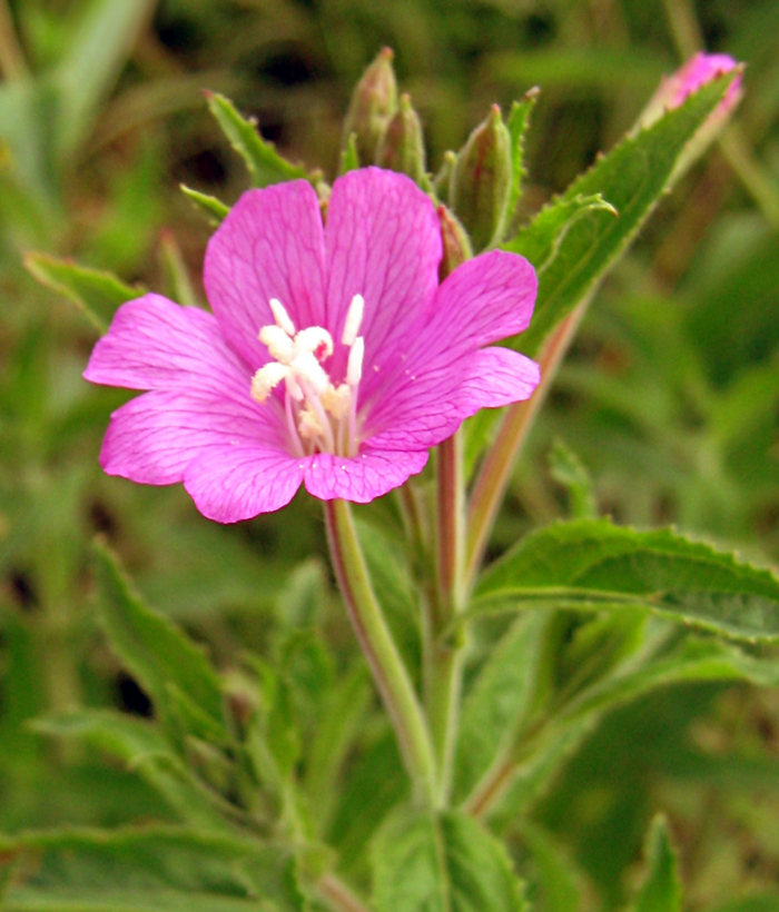 Image of Epilobium hirsutum specimen.