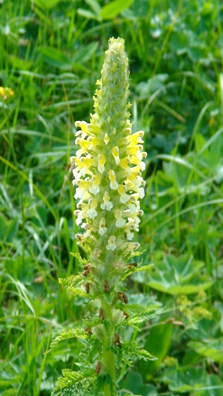 Image of Pedicularis condensata specimen.