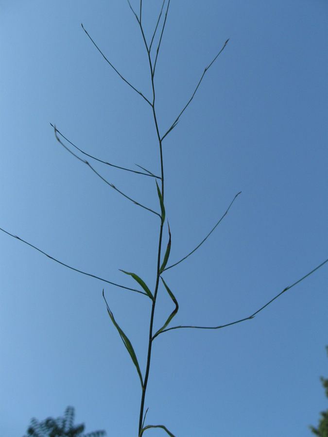 Image of Bupleurum asperuloides specimen.