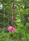 Lilium pilosiusculum. Соцветие. Алтайский край, Курьинский р-н, гора Синюха. 20.06.2011.