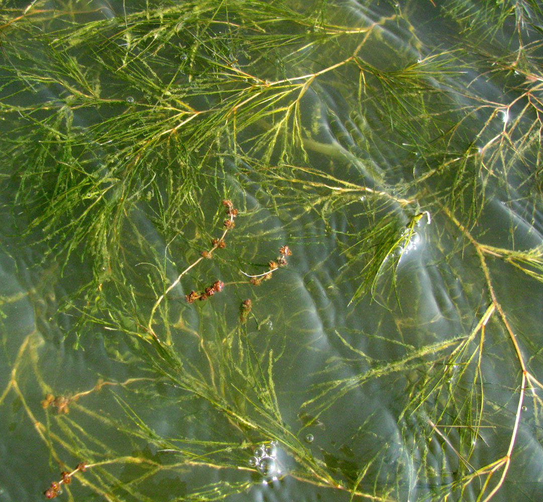 Image of Potamogeton pectinatus specimen.