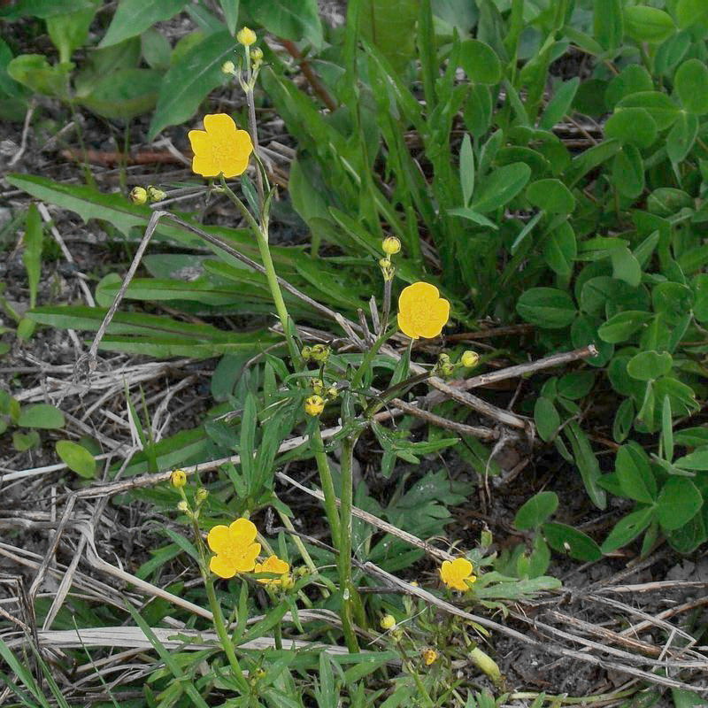 Image of Ranunculus acris specimen.