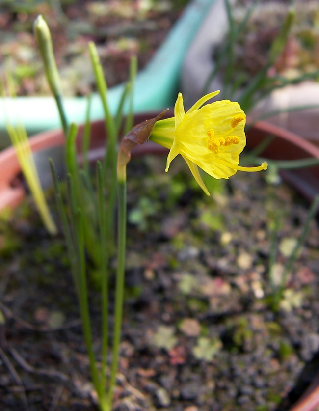 Image of Narcissus bulbocodium specimen.