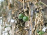 Solanum nigrum