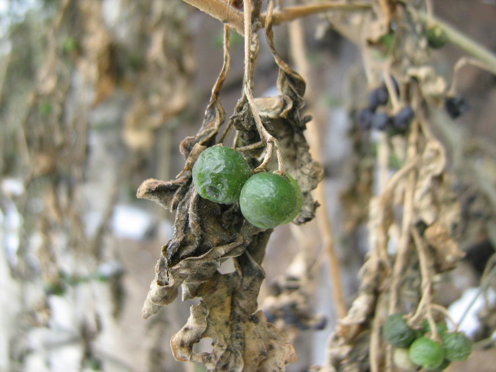 Изображение особи Solanum nigrum.