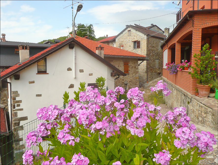 Изображение особи Phlox paniculata.